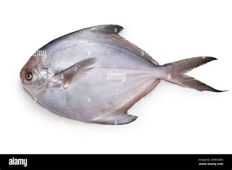 Fresh Silver Pomfret Fish Isolated On White Background Stock Photo Alamy