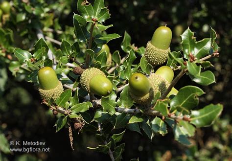 Quercus Coccifera Picture The Bulgarian Flora Online