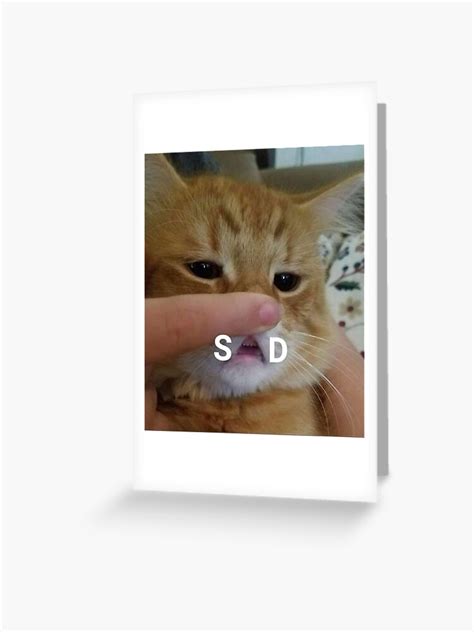 Sad Cat Meme Greeting Card Ubicaciondepersonas Cdmx Gob Mx