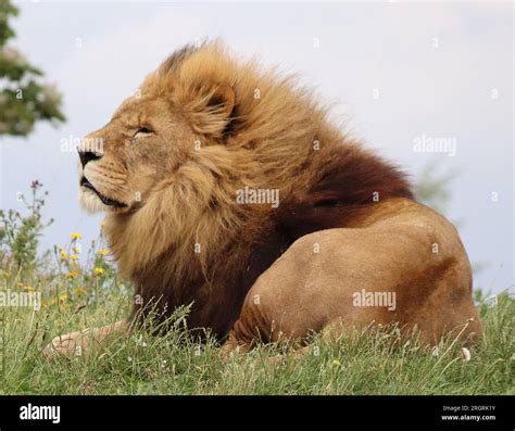 YORKSHIRE WILDLIFE PARK DONCASTER SOUTH YORKSHIRE Stock Photo - Alamy