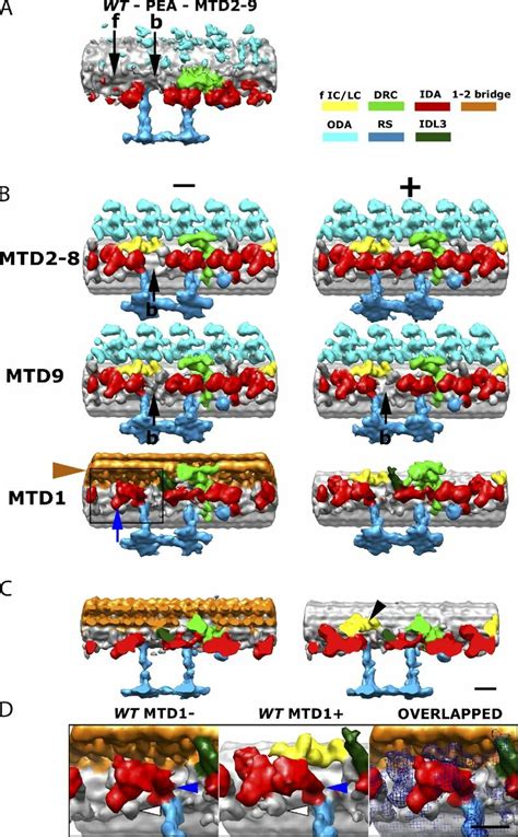 Dynein structure and arrangement in the whole axoneme. (A) Dynein ...