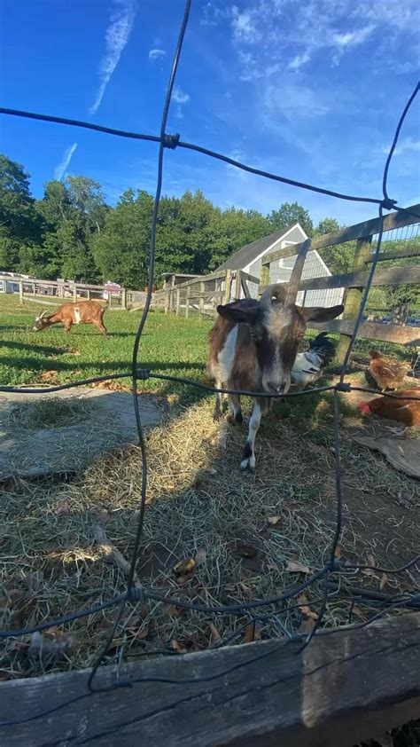 goat farm | Farm activities, Farm animals, Goat farming