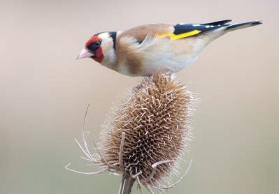 Goldfinch Siskin Variety Seed Mixture British Finches Planet Aviary