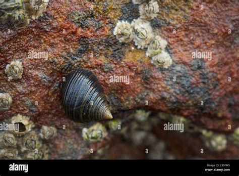 Periwinkle snail hi-res stock photography and images - Alamy