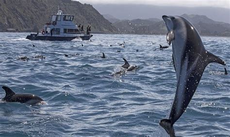 Dolphin Encounter - Kaikoura guided tours - swim with dolphins