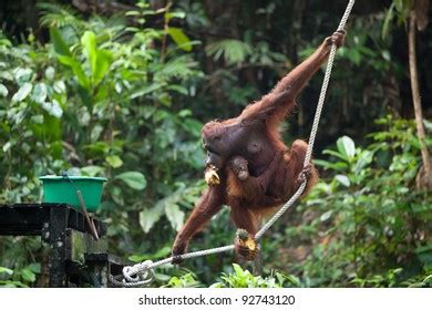 1,010 Orangutan rehabilitation centre Images, Stock Photos & Vectors ...