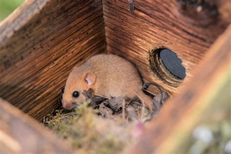 Warum Nistkästen für heimische Vögel wichtig sind Raiffeisenbank