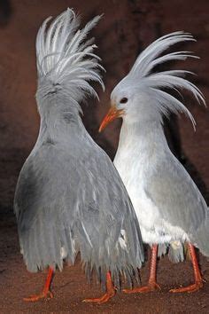 Kagu, New Caledonia. These two are displaying to each other, raising ...