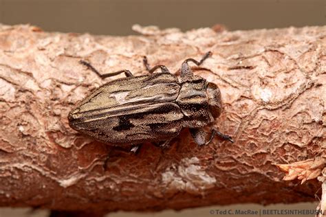 The Ever Increasing Diversity Of Oklahoma Beetles Beetles In The Bush