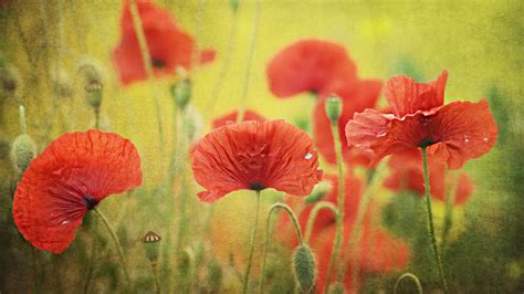 Wallpaper Painting Flowers Nature Red Poppies Flower Flora