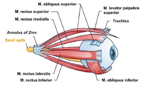 Patofisiologi Strabismus Alomedika