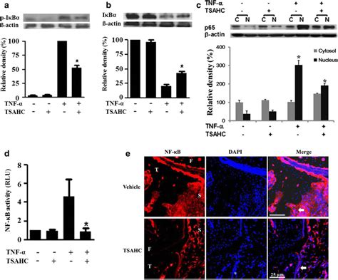 Effect Of Tsahc On Tnf α Induced Nf κb Signaling Pathway In Ra Fls And