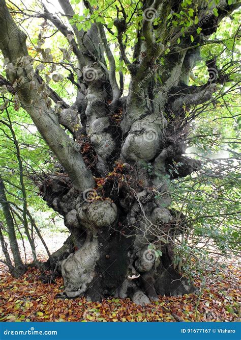 Knobbly Tree Stock Image Image Of Trunk Woods Tree 91677167