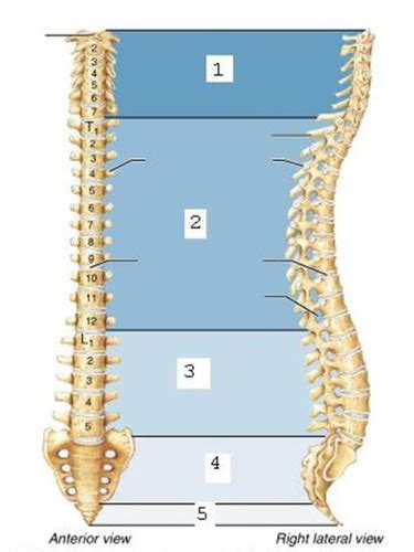 Drad Spine Diagram Labelling Flashcards Quizlet