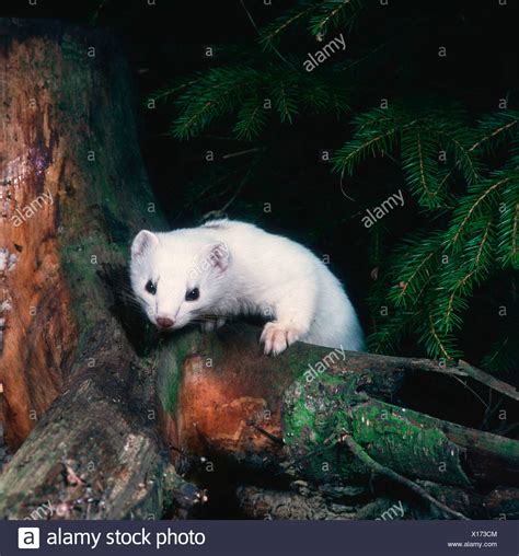 Ermine Stock Photos And Ermine Stock Images Alamy