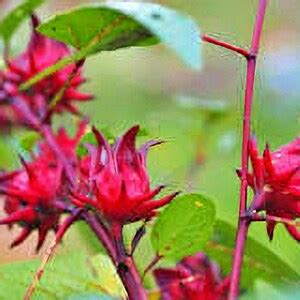 Roselle Asian Sour Leaf Hibiscus Heirloom Garden Seeds Open