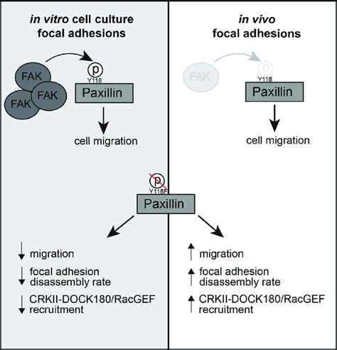 Working Model For How Y Paxillin Phosphorylation Status Regulates