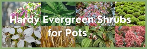 My Top 10 Hardy Evergreen Shrubs For Pots [uk]