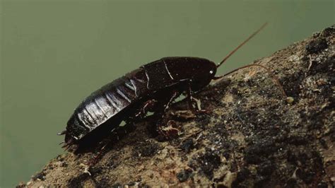 Oriental Cockroach - Identify, Prevent, and Get Rid of Them