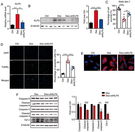 Knockdown Of Klf Decreases Apoptosis And Inhibits The Activation Of