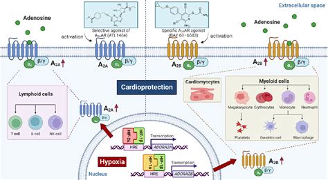 Figure 2 From The Hypoxia Adenosine Link During Myocardial Ischemia