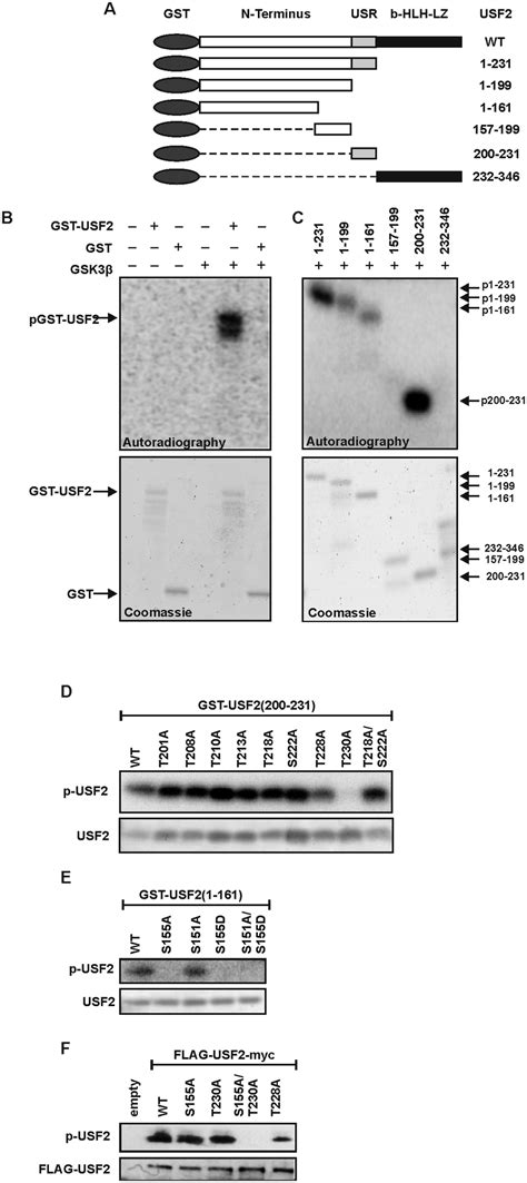 Gsk3b Mediated Phosphorylation Occurs In Two Usf2 Domains A