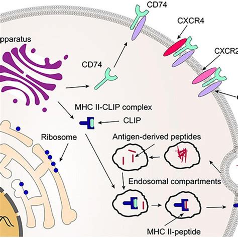 The Structure Of Mouse And Human Leukocyte Differentiation Antigen 74