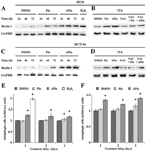 The Autophagy Process In Ht And Hct Cells Exposed To