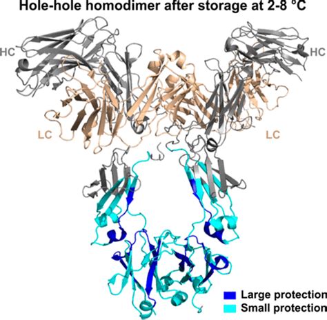 Structural And Functional Characterization Of A Holehole Homodimer