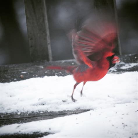 Cardinals in Winter - FeederWatch