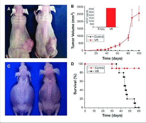 Tumor Development In Nude Mice Injected With VEGF Or Vector