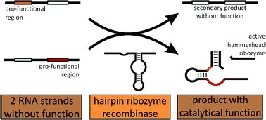 Hairpin Ribozyme Mediated Rna Recombination Chemical Communications