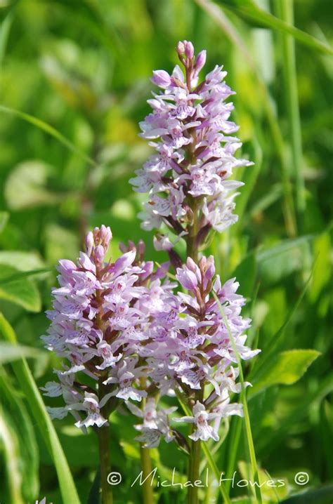 Common Spotted Orchid Dactylorhiza Fuchsii Spotted Orchi Flickr