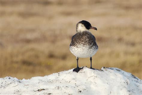 Alaska Tour Report 2023 Birdquest