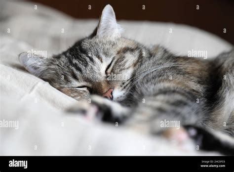 The Tabby Cat Sleeping In The Bed Stock Photo Alamy