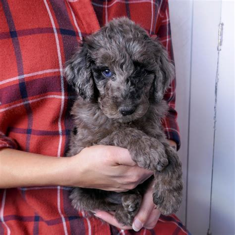 Trained Goldendoodle Puppies for Sale - NY Dandy Doodles