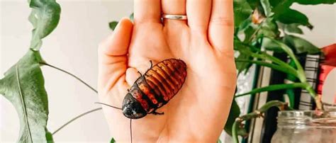 Do Cockroaches Bite What You Need To Know Pest Control Zone