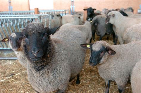 Animali Maltratti Rilasciato Il Proprietario