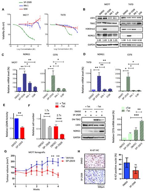 An Allosteric LSD1 Inhibitor Enhances Expression Of TBX2 Repressed