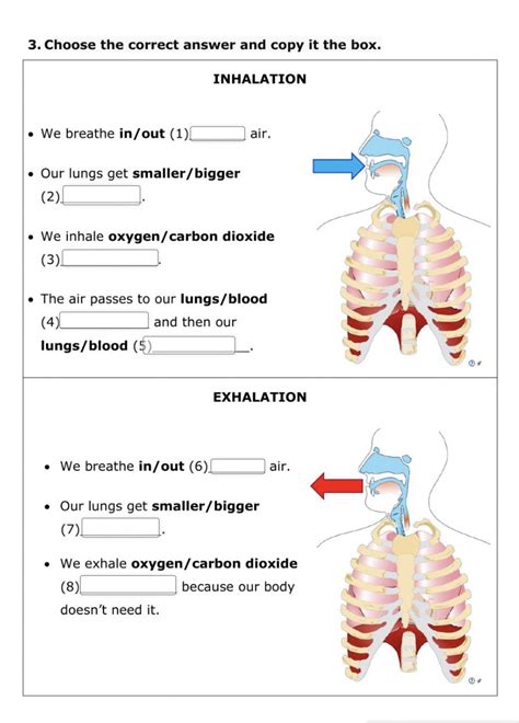 Physical Education Lessons Science Lessons Teaching Science Human