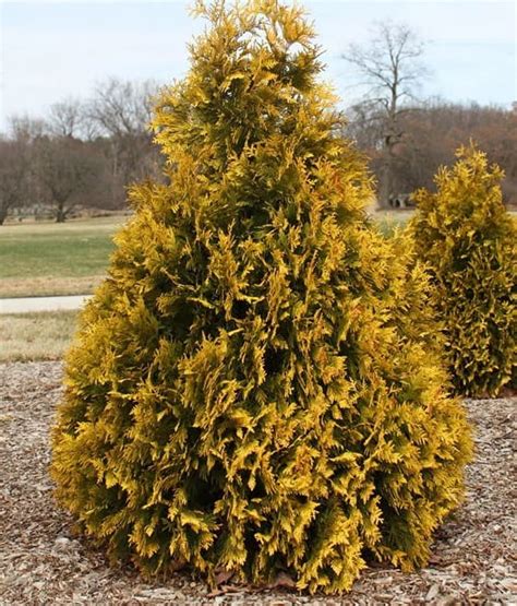 THUJA TUJA SUNKIST W DONICY Drzewka Faworytka Pl