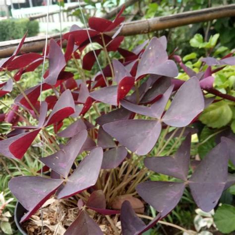 Jual Tanaman Hias Gantung Kupu Oxalis Triangularis Shopee Indonesia