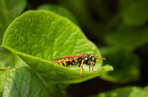 Plantes Pour Repousser Les Insectes Et Tre Tranquille Pendant L T