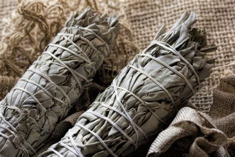 Harvesting Sage: All About Drying, Freezing, And Preserving - Gardender