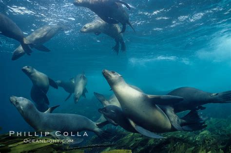 New Trends News: california sea lion swimming