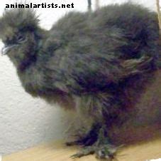 SILKIE UNA GUÍA COMPLETA PARA EL POLLO PELUDO ANIMALES DE GRANJA