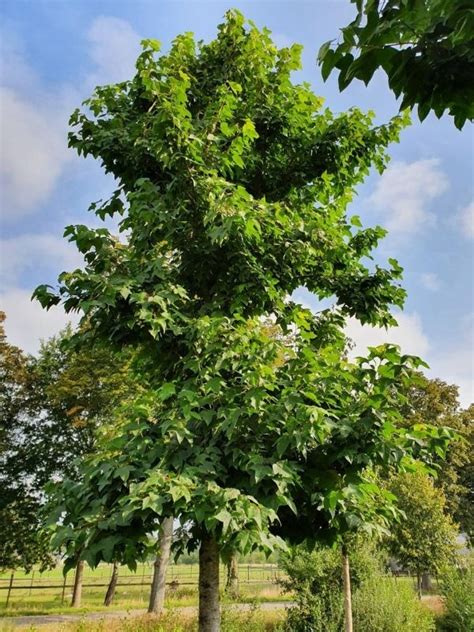 Liquidambar Formosana Var Monticola Is Een Bijzondere Boom