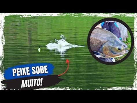 Esse Lago Muito Bom Pra Come Ar Na Pesca De Superf Cie Youtube