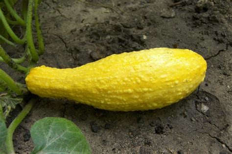 Yellow Squash With Bumps On Skin Bumpy Yellow Squash