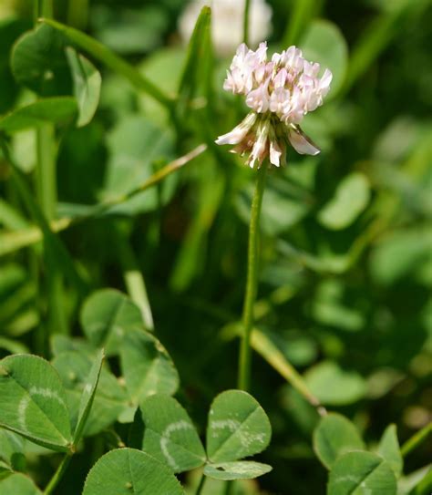 white clover plant